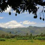 Rice paddies in Kiroka with the Uluguru Mountains in the distance