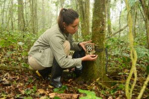 A woman wildlife biologist setting a camera trap on a tree in a forest